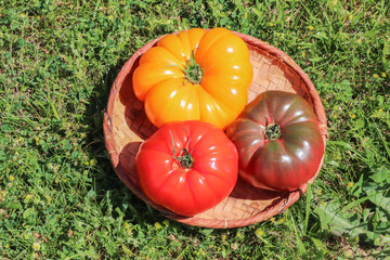 3 vari&eacute;t&eacute;s de tomates dans une pani&egrave;re