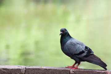 Close-up image of a dove standing on the block wall with pool background