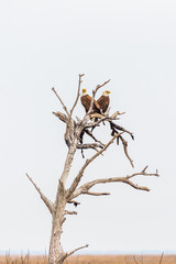 A pair of Bald Eagles sitting on the dead tree.Blackwater National Wildlife Refuge.Maryland.USA