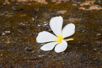 Fototapeta na wymiar Leelawadee flower on concrete texture. White Frangipani flower