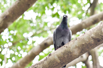One dove standing on the tree with green leaf in garden