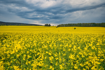 Obraz premium Rapsfeld