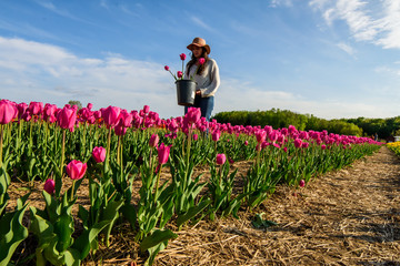 Woman in tulip field picking tulip flowers wearing pink sun hat on sunny day