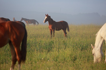 Fototapeta premium horses on a pasture