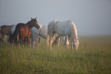 Obraz na płótnie Canvas horses grazing in field