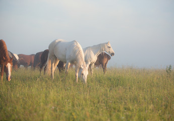 Fototapeta premium horses grazing in field