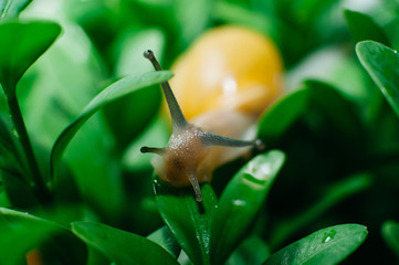 Macro photography of yellow snail sitting between green leafs