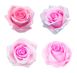 Collection of pink rose isolated on white background, soft focus and clipping path.