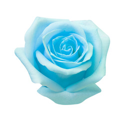Blue rose isolated on white background, soft focus and clipping path