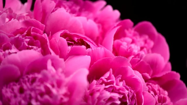 Beautiful pink peony flowers opening. Blooming bouquet of peonies opening closeup over black. Timelapse 4K UHD video footage. 3840X2160