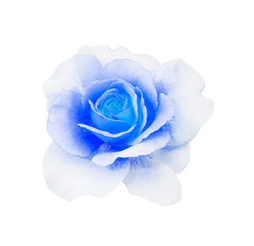 Blue rose isolated on white background, soft focus and clipping path. Dyeing techniques by hue.