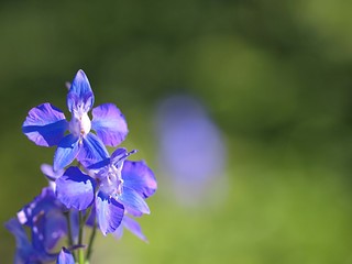 チドリソウの花