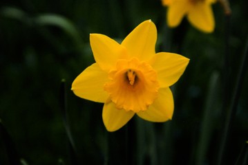 daffodils on a green background