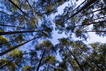 Fototapeta premium tall trees stretching into the sky
