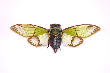 Cicadas : Odd green glasswing Alien head cicada (Salvazana mirabilis). One of world most famous and beautiful cicadas from Thailand. Butterfly wings cicada isolated on white background