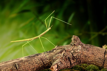 Stick insect or Phasmids (Phasmatodea or Phasmatoptera) also known as walking stick insects,...