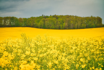 Obraz premium Rapsblüte 