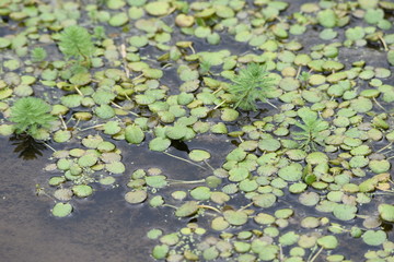Obraz na płótnie Canvas Limnobium laevigatum in the pond.