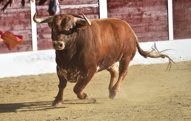 toro español en la plaza de toros