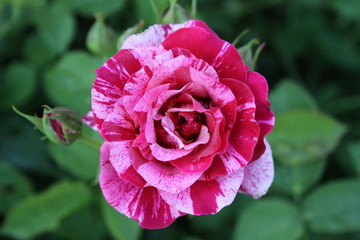 Mixed Color petals 2019