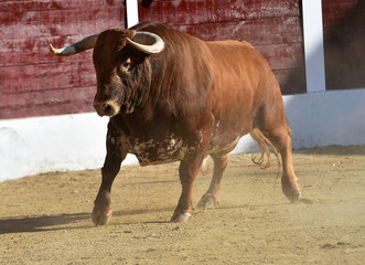 toro español en la plaza de toros