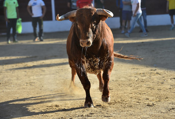 toro espa&ntilde;ol en la plaza de toros