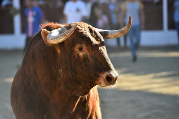 toro español en la plaza de toros