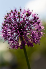 Purple Sensation Allium. Unique, globe-shaped blooms are made up of hundreds of tiny flowers.