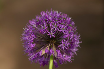 Purple Sensation Allium. Unique, globe-shaped blooms are made up of hundreds of tiny flowers.