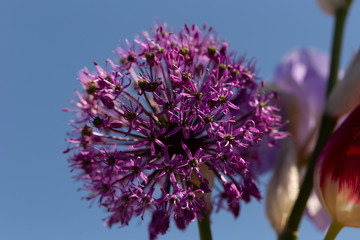 Purple Sensation Allium. Unique, globe-shaped blooms are made up of hundreds of tiny flowers.