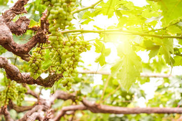 Vine and bunch of green grapes in garden the vineyard.