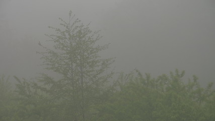 landscape with fog