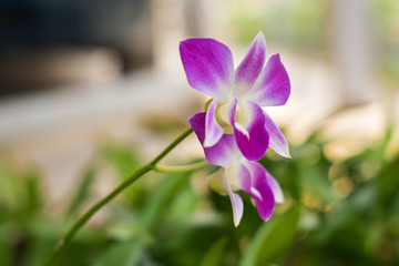 Beautiful purple Orchids on a branch with blurry green leaf in the background