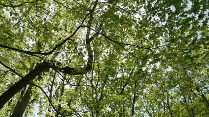 Fototapeta premium tree with green leaves