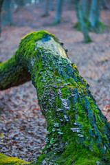 Inside of the forest