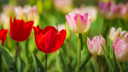 lose up colorful fresh Red,Pink,Yellow tulips flower in Spring and Soft background
