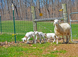 Fototapeta premium A mother lamb with her young babies following behind.