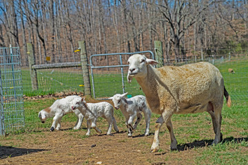 Fototapeta premium A mother lamb with her young babies following behind.