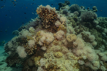 Plakat Coral reefs and water plants in the Red Sea, Eilat Israel