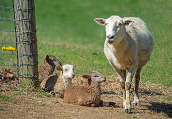 Baby lambs lay at the gate entrance watching traffic go by.