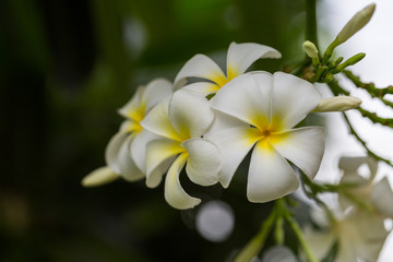Fototapeta premium White Plumeria flower on the tree