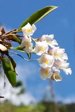 Orquidea