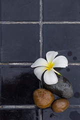 White with yellow plumeria flower on pebble rock and water for spa