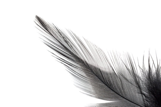 Close up of black feather isolated on white