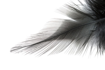 Close up of black feather isolated on white