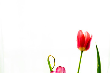 Tulip stationary