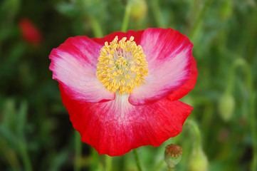 Fototapeta premium 花