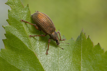 Weevil, Polydrusus mollis on birch leaf