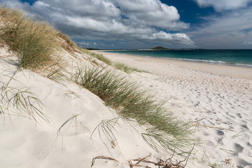 White sand dunes with golden sand sedge behind the beach at Karikari Moana, Northland, New Zealand.