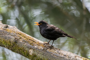Common blackbird (Turdus merula) perched on log and singing